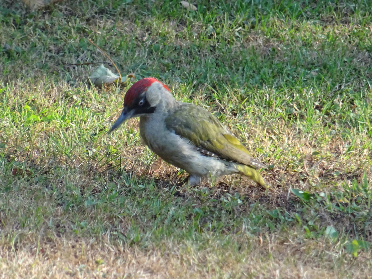 Een vliegtuig in de tuin? ZinTUIgeN voor liefhebbers van groei en