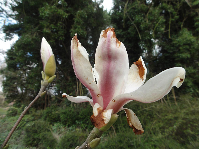 Geur magnolia…. ZinTUIgeN - voor liefhebbers van groei bloei!