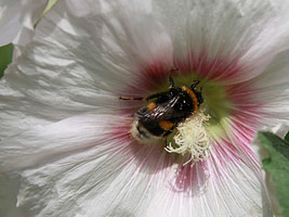 aardhommel1